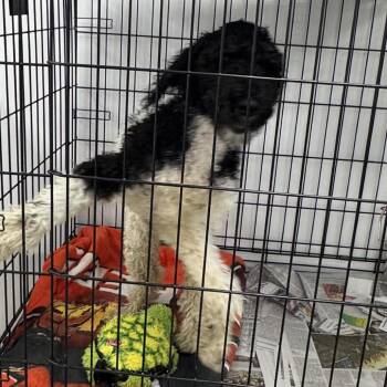 MERCY -  Poodle Dog for Adoption in La Grange, Kentucky - MERCY | PetCurious