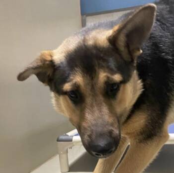 German Shepherd Dog Dogs Available for Adoption - Chase -- URGENT! | PetCurious