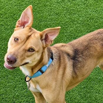 Mary Jay -  Husky and Pit Bull Terrier Dog for Adoption in Houston, Texas - Mary Jay | PetCurious