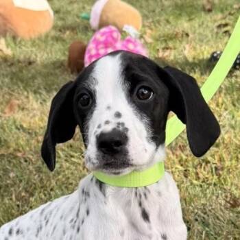 Rescue Hound and Labrador Retriever Dogs for Adoption in Locust Fork, Alabama - Wendy | PetCurious