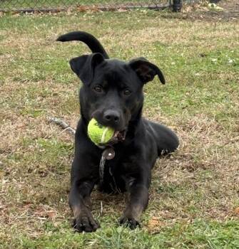 Rescue Labrador Retriever Dogs for Adoption in Des Moines, Iowa - Miracle | PetCurious