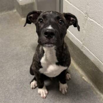 BEATRICE -  Pit Bull Terrier and Mixed Breed Dog for Adoption - BEATRICE | PetCurious