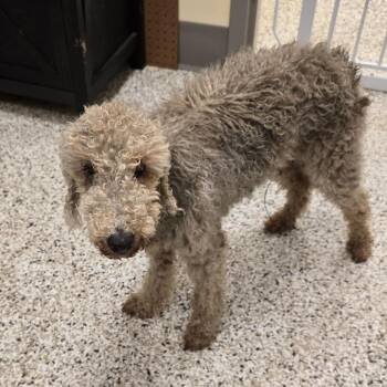 Poodle and Mixed Breed Dogs Available for Adoption - Charlie | PetCurious