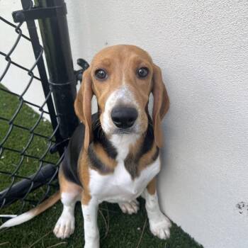 BIE6 7857 aka Promise -  Beagle Dog for Adoption in Loxahatchee Groves, Florida - BIE6 7857 Aka Promise | PetCurious