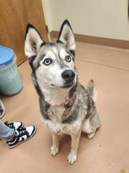 Siberian Husky Dogs Available for Adoption in Kennewick, Washington - Victoria | PetCurious