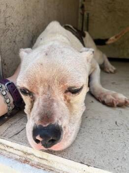 ZOEY -  American Bulldog Dog for Adoption in Oklahoma City, Oklahoma - ZOEY | PetCurious