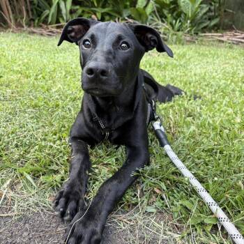Bella -  Black Labrador Retriever and Mixed Breed Dog for Adoption in Keaau, Hawaii - Bella | PetCurious