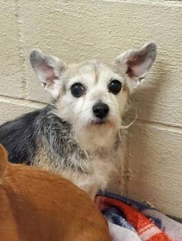 Chihuahua Dogs Available for Adoption in Lake City, Michigan - Daisy (7040) | PetCurious
