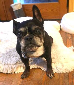 Rescue Boston Terrier Dogs for Adoption in Millcreek, Utah - Noxeema Jackson | PetCurious