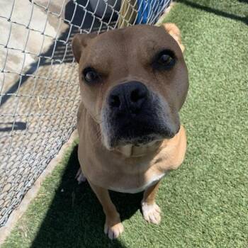 Rescue Boxer Dogs for Adoption in Long Beach, California - Jose | PetCurious
