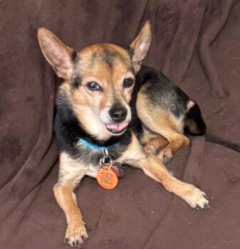 ChiChi -  Chihuahua Dog for Adoption in Lakewood Village, Texas - ChiChi | PetCurious