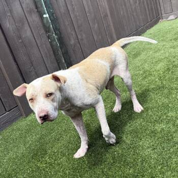 Franko 8793 -  Pit Bull Terrier Dog for Adoption in Loxahatchee Groves, Florida - Franko 8793 | PetCurious