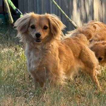 Star -  Chihuahua Dog for Adoption in Cheyenne, Wyoming - Star | PetCurious