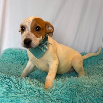 Mixed Breed Dogs Available for Adoption in Canal Winchester, Ohio - Swallowtail | PetCurious