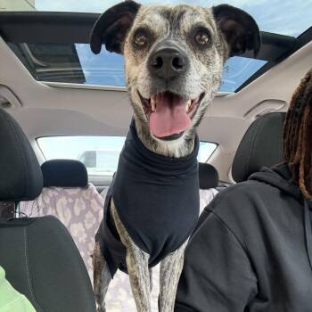 2152 Kipper -  Italian Greyhound and Chihuahua Dog for Adoption in Springfield, Missouri - 2152 Kipper | PetCurious
