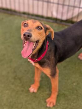 SPARROW -  Harrier and Mixed Breed Dog for Adoption in Sacramento, California - SPARROW | PetCurious