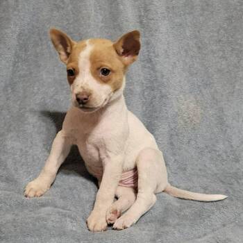 Chihuahua Dogs Available for Adoption - Jan  | PetCurious