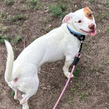 SNICKERS -  Basset Hound and Pit Bull Terrier Dog for Adoption in Aurora, Colorado - SNICKERS | PetCurious