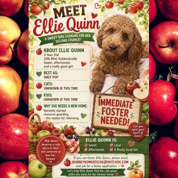 Ellie Quinn -  Goldendoodle Dog for Adoption in East Wenatchee, Washington - Ellie Quinn | PetCurious