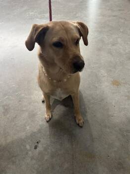 ATENEA -  Labrador Retriever and Mixed Breed Dog for Adoption in Doral, Florida - ATENEA | PetCurious