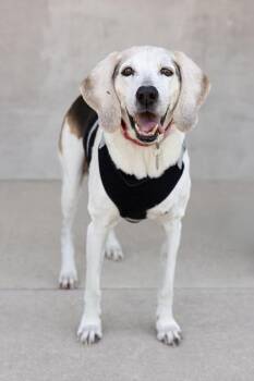 Dolly -  Mixed Breed Dog for Adoption in Longmont, Colorado - Dolly | PetCurious