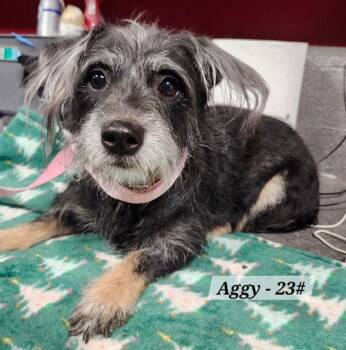 Schnauzer and Dachshund Dogs Available for Adoption - Aggie 26 | PetCurious