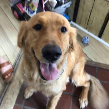 daisy may -  Golden Retriever Dog for Adoption in New Orleans, Louisiana - Daisy May | PetCurious