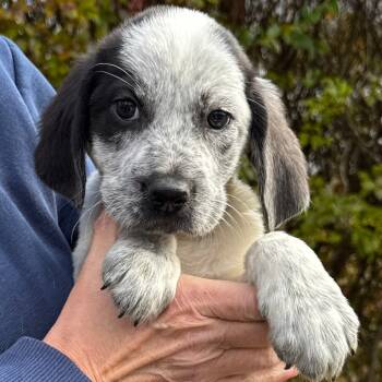 Rescue Great Pyrenees and Australian Cattle Dog Blue Heeler Dogs for Adoption in Eastford, Connecticut - NY Moon Avail Nov 23 (Choice Pet Carmel) | PetCurious