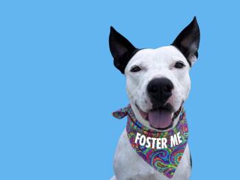 Pit Bull Terrier Dogs Available for Adoption in Redondo Beach, California - Gambino-ADOPT Me! | PetCurious