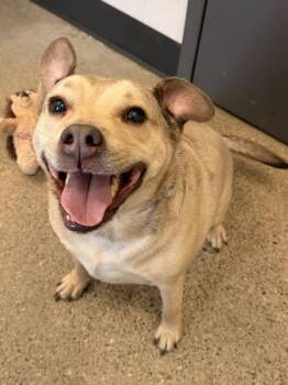 Moose -  German Shepherd Dog Dog for Adoption in Cleveland, Ohio - Moose | PetCurious