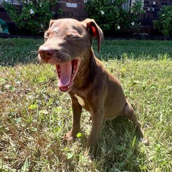 Hendrix -  Labrador Retriever and Catahoula Leopard Dog Dog for Adoption in New Orleans, Louisiana - Hendrix | PetCurious