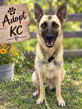 KC -  Shepherd Dog for Adoption in Kenedy, Texas - KC | PetCurious
