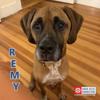 Remy -  Boxer Dog for Adoption in Winthrop, Massachusetts - Remy | PetCurious