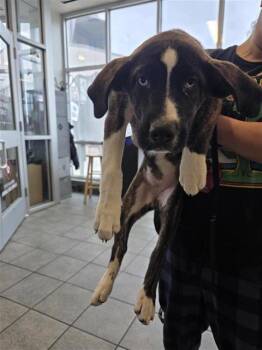 Husky Dogs Available for Adoption in San Antonio, Texas - OTTAVIA | PetCurious