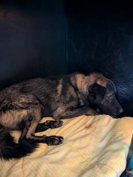 Cobra* -  Shepherd and Mixed Breed Dog for Adoption in El Paso, Texas - Cobra* | PetCurious