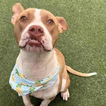 Rufus -  Pit Bull Terrier Dog for Adoption in The Colony, Texas - Rufus | PetCurious