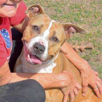 Rescue Labrador Retriever and Treeing Walker Coonhound Dogs for Adoption in Brunswick, Georgia - TINKERBELL | PetCurious