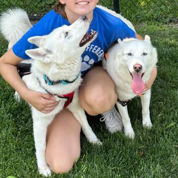 Willow -- Bonded Buddy With Loki -  Siberian Husky Dog for Adoption in Des Moines, Iowa - Willow -- Bonded Buddy With Loki | PetCurious