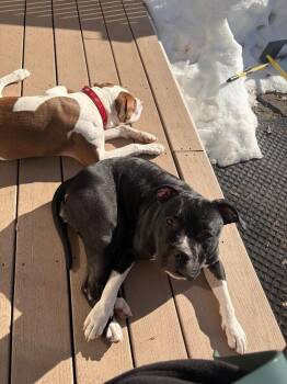 Pit Bull Terrier and Boxer Dogs Available for Adoption - Xena | PetCurious