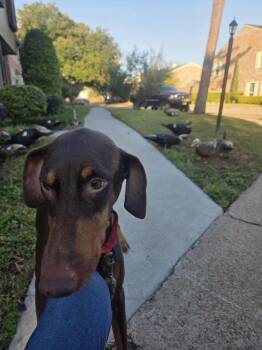 Rescue Doberman Pinscher Dogs for Adoption in Durango, Colorado - Brownie | PetCurious