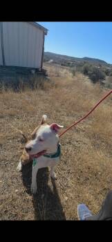 American Staffordshire Terrier Dogs Available for Adoption - Nala | PetCurious