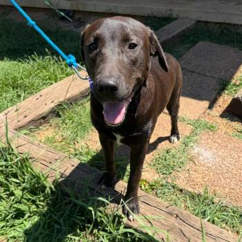 Luna -  Labrador Retriever and Great Pyrenees Dog for Adoption in Sequatchie, Tennessee - Luna | PetCurious