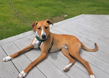 Humphrey -  Hound Dog for Adoption in Princeton, Massachusetts - Humphrey | PetCurious