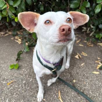Chihuahua Dogs Available for Adoption in Goleta, California - Celeste | PetCurious