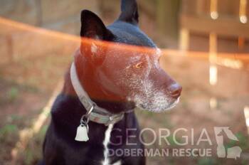 Kokie -  Terrier Dog for Adoption in Douglasville, Georgia - Kokie | PetCurious