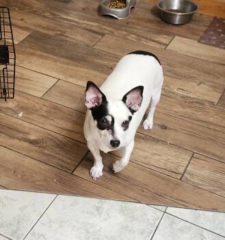 Rescue Chihuahua Dogs for Adoption in Wolcott, Connecticut - Sheilen | PetCurious