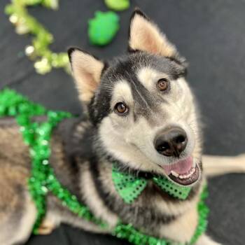 Koda (FKA Kenai) -  Siberian Husky Dog for Adoption in Rocky Mount, Virginia - Koda (FKA Kenai) | PetCurious