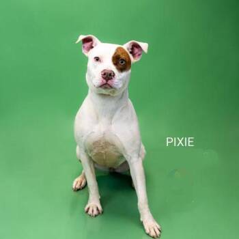 Pit Bull Terrier Dogs Available for Adoption in Monroe, Georgia - Pixie #23035 | PetCurious