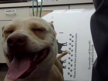 Mixed Breed Dogs Available for Adoption in Dallas, Texas - SUNEE | PetCurious