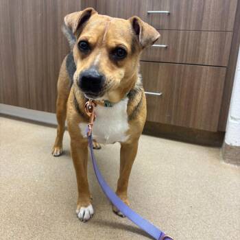 Katie -  Mixed Breed Dog for Adoption in Corpus Christi, Texas - Katie | PetCurious